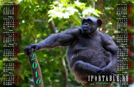  Календарь - Шимпанзе на ветке 