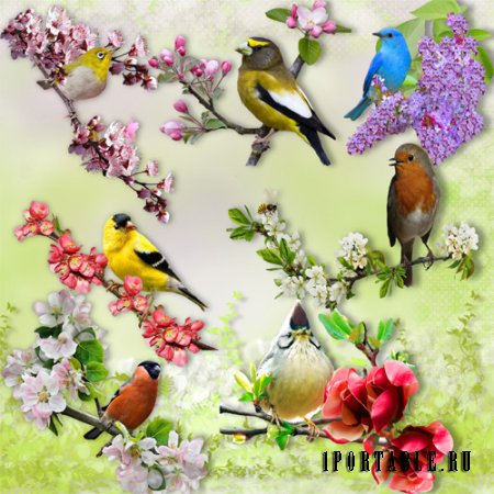 Клипарт – Птицы весной