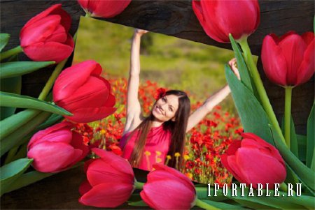  Рамка psd - Красные тюльпаны 
