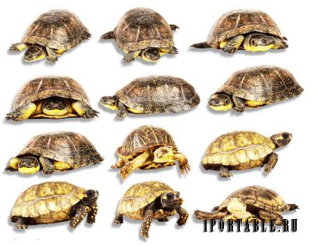 Картинки png - Морские и сухопутные черепахи