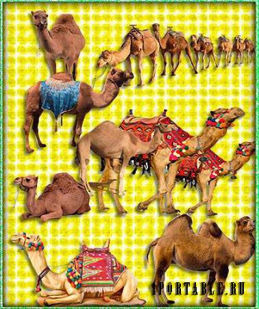Картинки на прозрачном фоне - Верблюды (Camel)