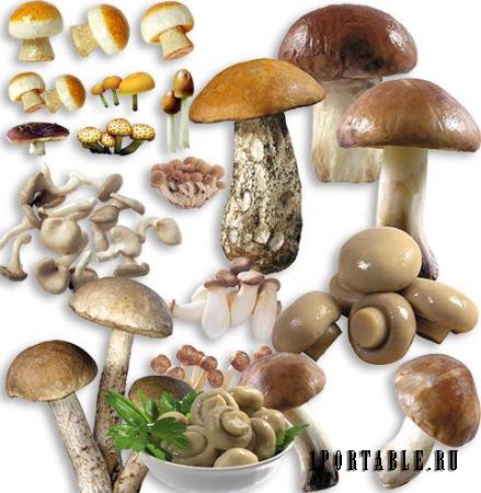 Фотошоп png - Разные грибы