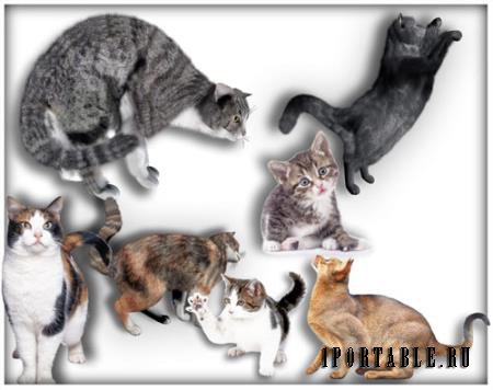 Новая база png на прозрачном фоне - Коты и кошки