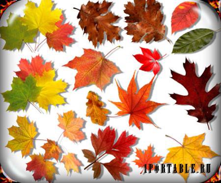 Картинки png - Осенние листья