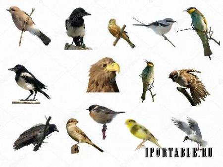 Растровый клипарт -  Разнообразные птицы