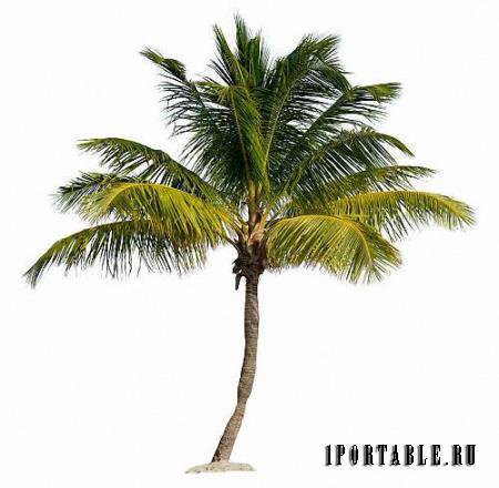 Клипарты для фотошопа - Зеленые пальмы