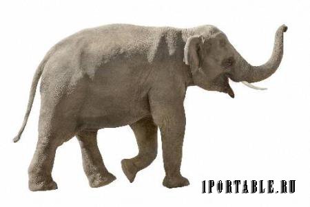 Клипарты для фотошопа - Африканские слоны