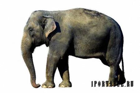 Картинки png - Слоны и мамонты