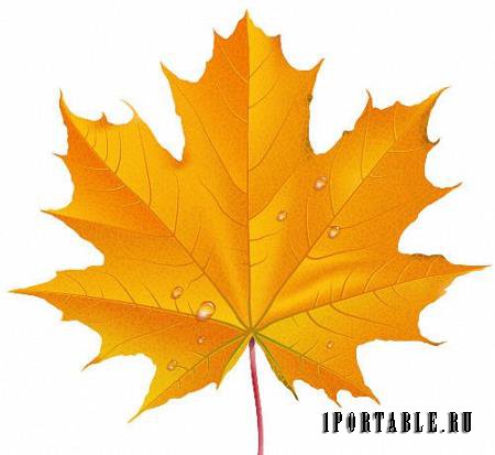 Картинки в формате png - Листья осени