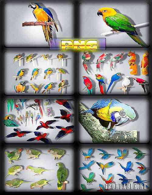 Клипарты для Photoshop - Разноцветные попугаи