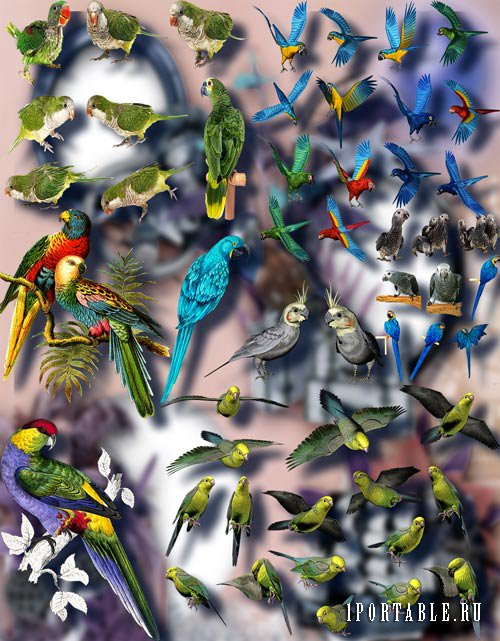 Клип-арты картинки - Цветные попугаи