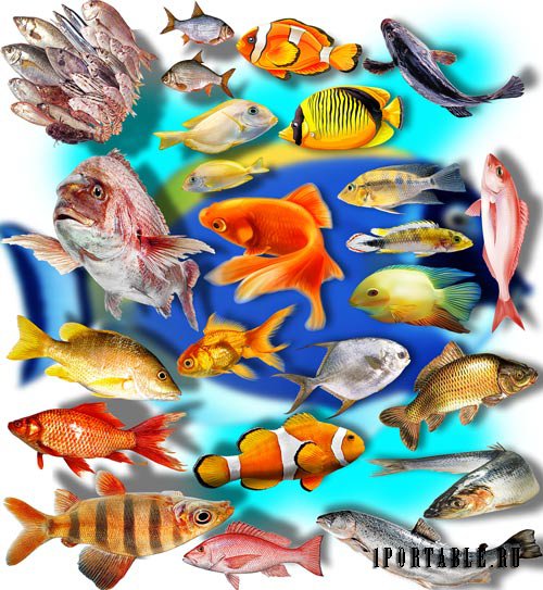 Фотошоп Png клип-арты - Рыбное ассорти