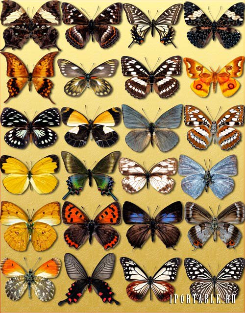 Клип-арты для фотошопа - Декоративные бабочки