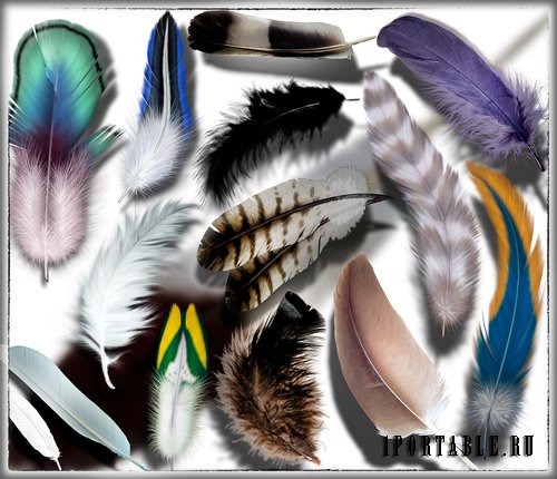 Клипарты картинки - Красивые перья