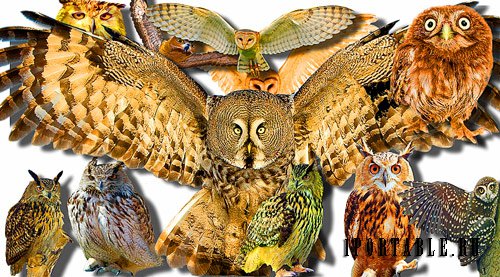 Png Клипарты - Лесные совы