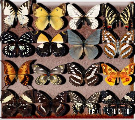 Клипарты для фотошопа - Бабочки разных видов