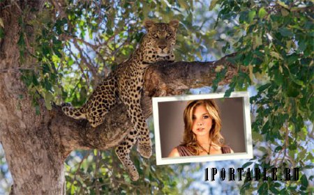  Рамка к фото - Красивый леопард на ветке 