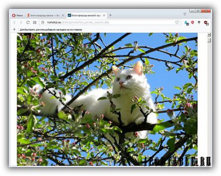 Coc Coc Browser 63.4.154 Portable + Расширения (PortableAppZ) - Простой, быстрый и безопасный браузер