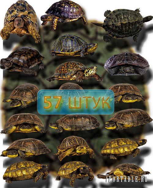 Клипарты для фотошопа - Красивые черепахи